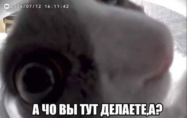 Видео от лица умной кормушки