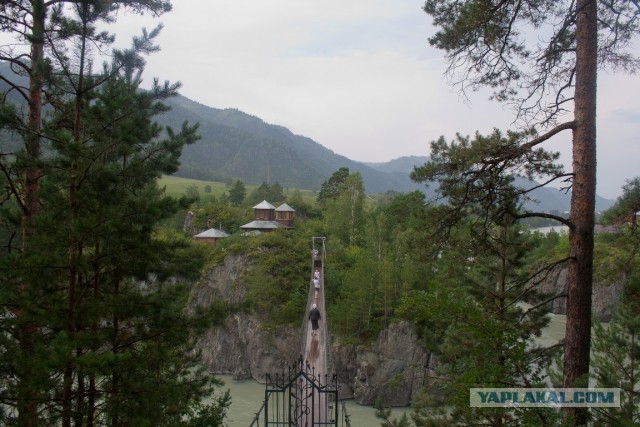 На недельку на Алтай.