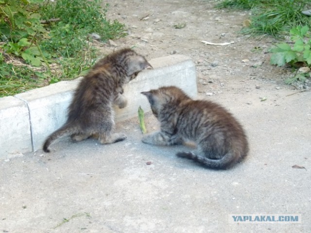 Котовторник 03.09.2013