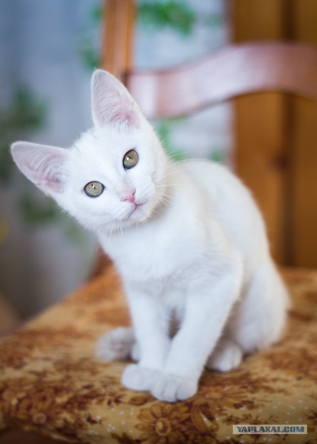 Котовторник 17.09.2013