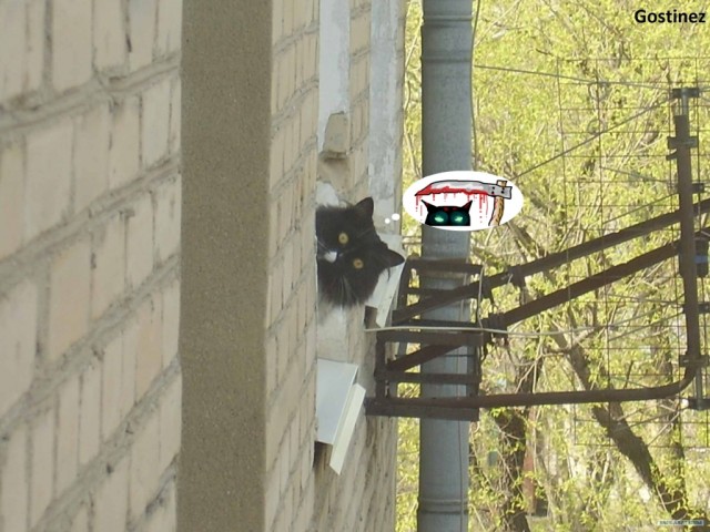 Соседский котэ...