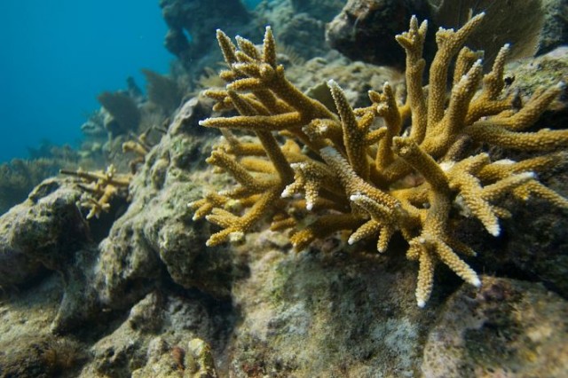 Как выращивают кораллы