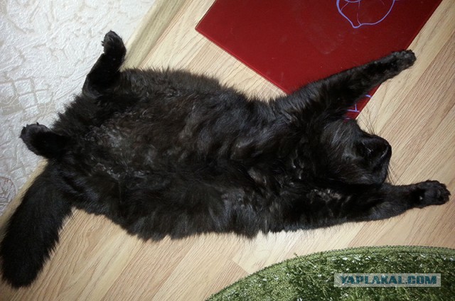 Котовторник 01.04.2014