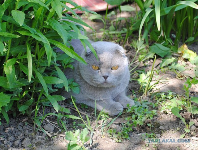 Котовторник 20.05.2014