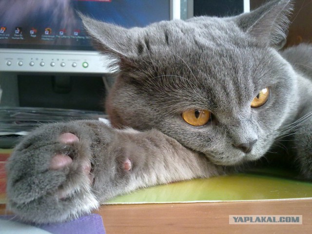 Котовторник 01.07.2014
