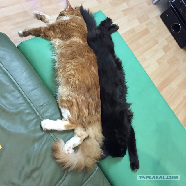 Котовторник