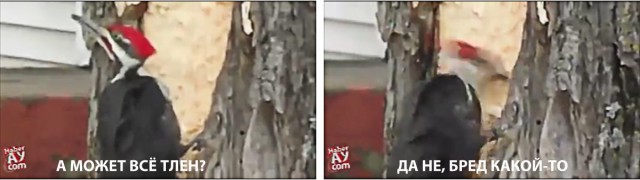 Психанул