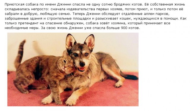 Котовторник 15-09-2015 !
