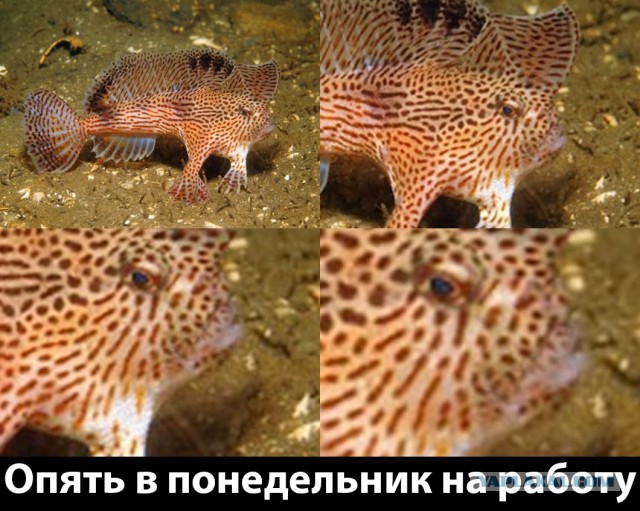 Странные и опасные обитатели морей