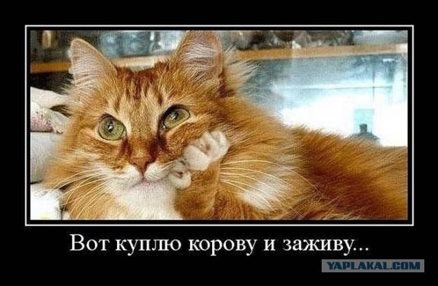 Подборка веселых картинок