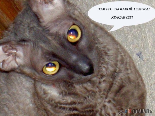 Коты, кошки, котята