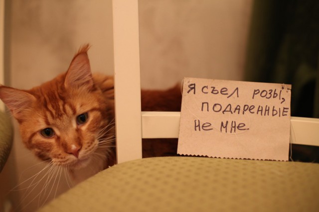 Про кота