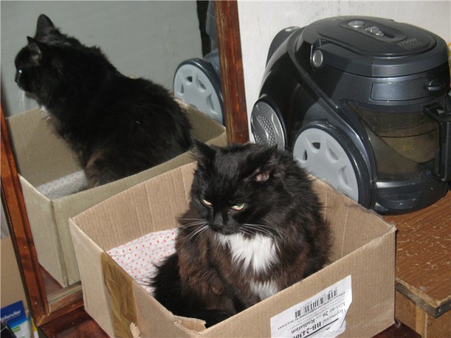 Котовторник