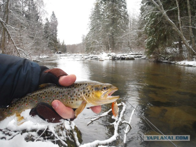 Диалоги о рыбалке
