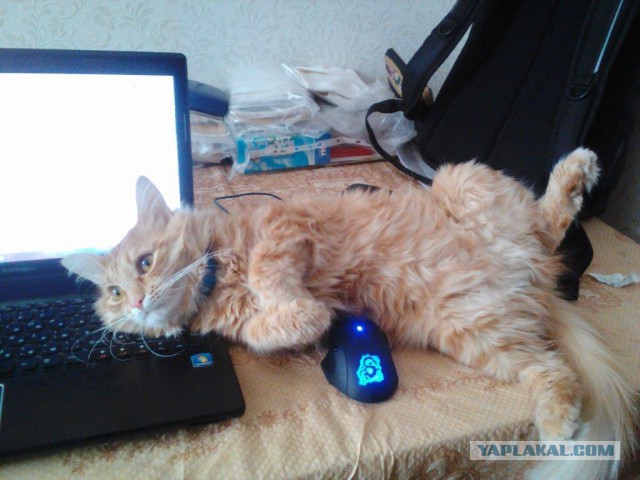 Котовторник 29.03.2016