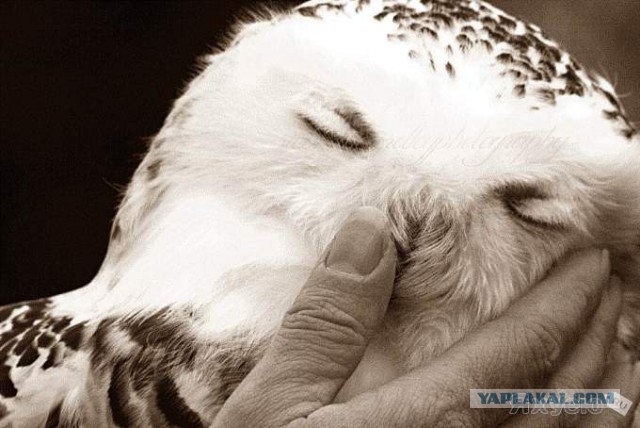 Подборка интересных и смешных картинок