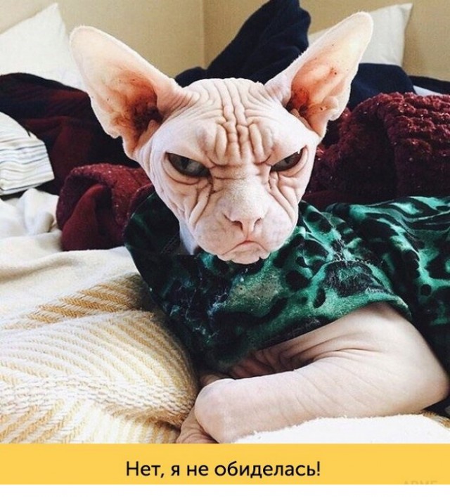 "Оскара" - котикам!