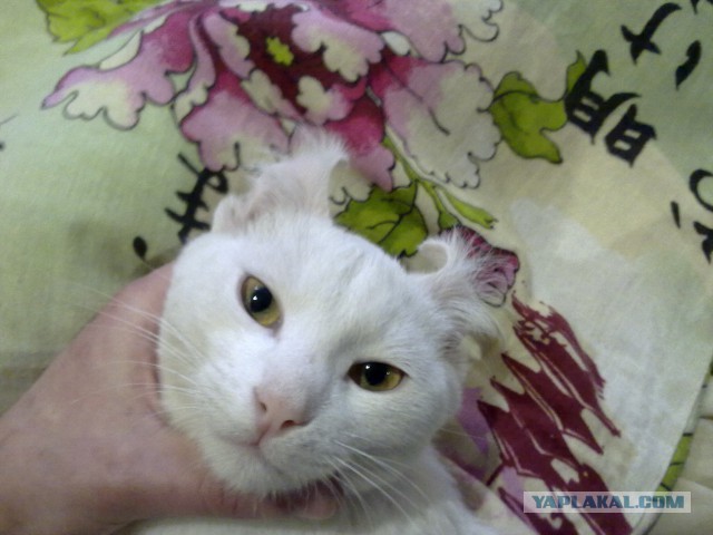 Прикольные животные