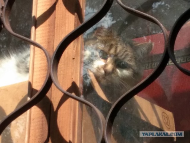 Котовторник 09.08.2016