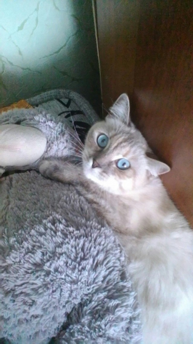 Коты из сети
