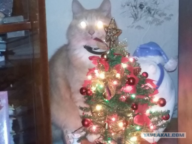 Зачем кот в доме?