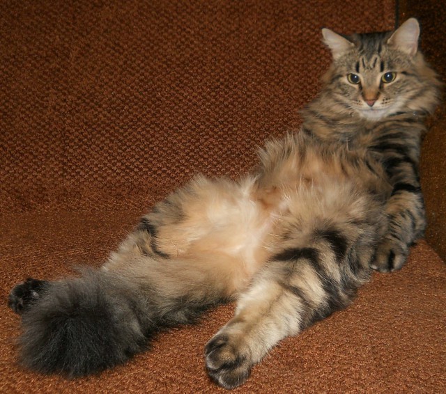 Коты из сети