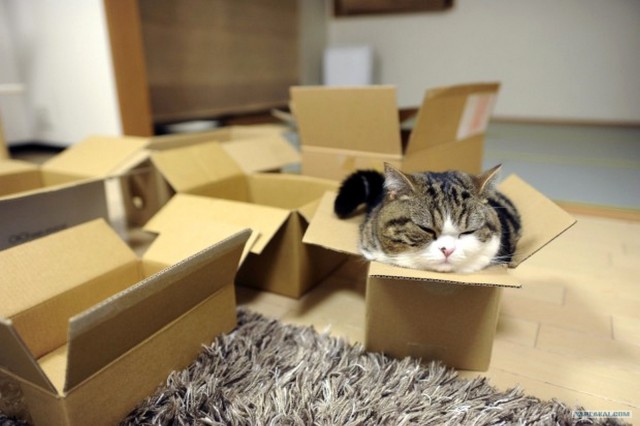 Коробочные коты или кошачий склад
