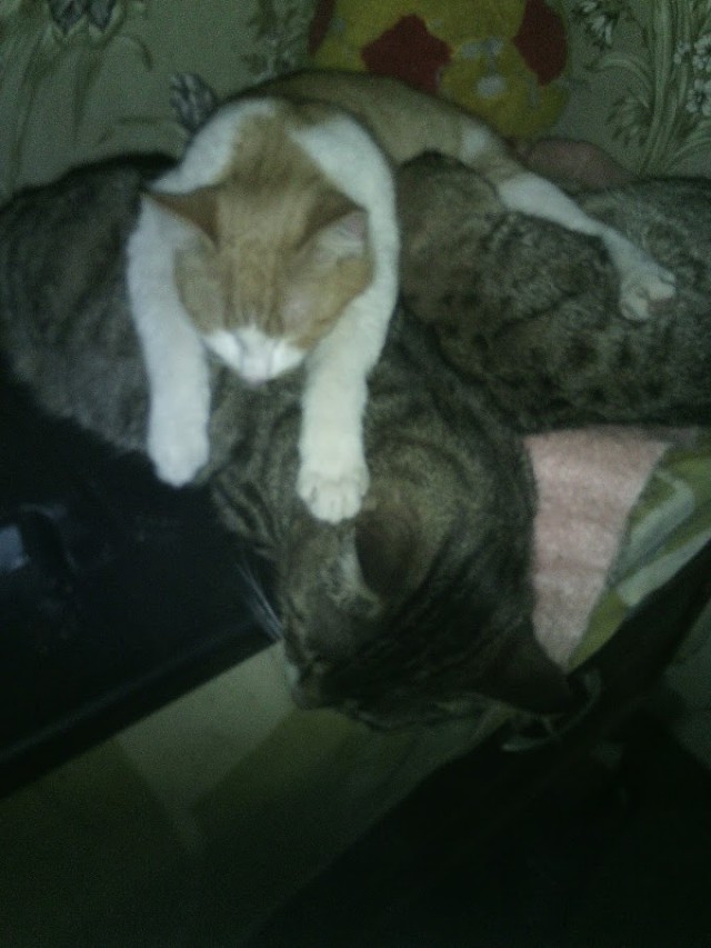 Котовторник 07.02.2017