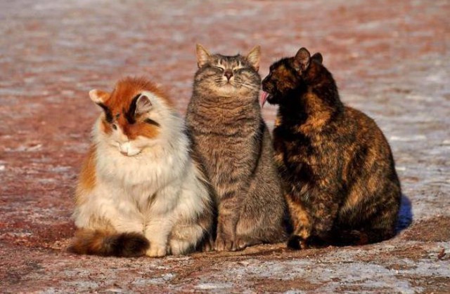 Коты и Кошки