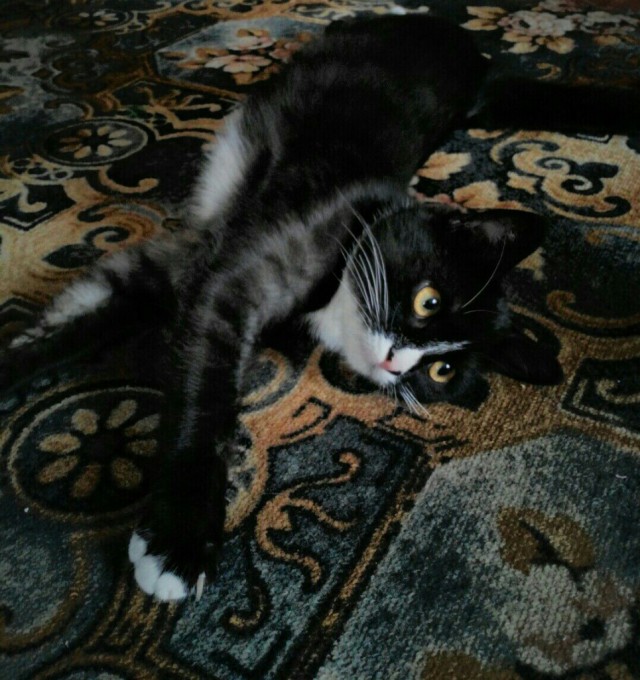 Коты и Кошки