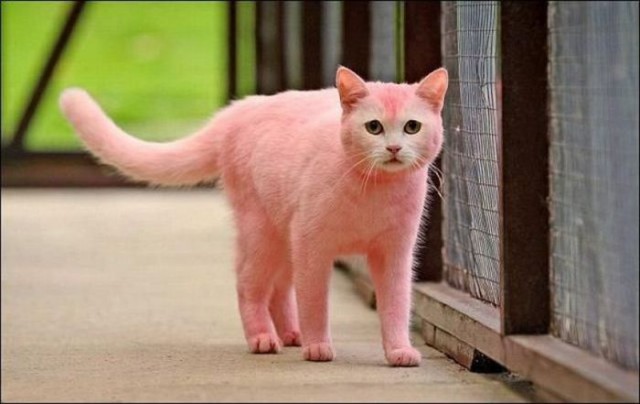 Коты и Кошки