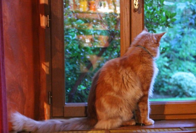 Коты и Кошки