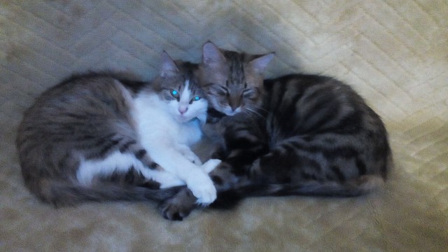 Котовторник 18.07.2017