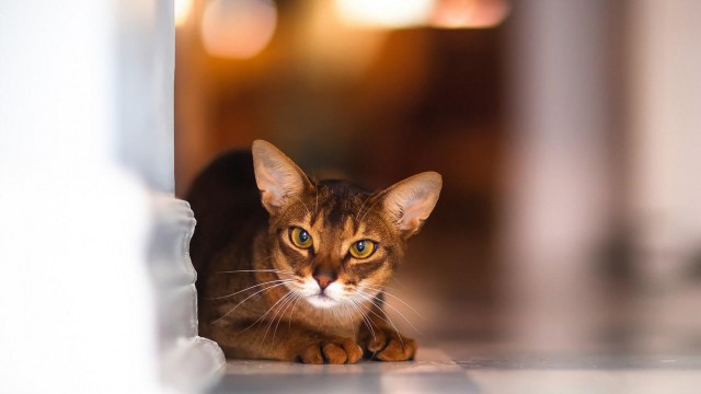 Коты и Кошки