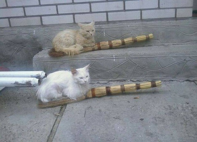 Коты и Кошки