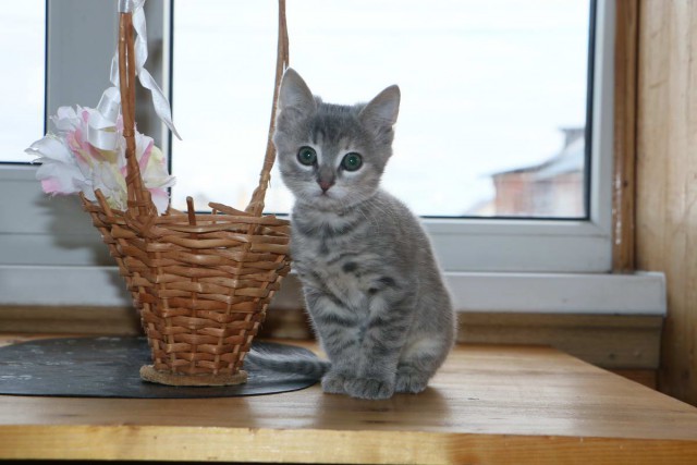 Коты и Кошки