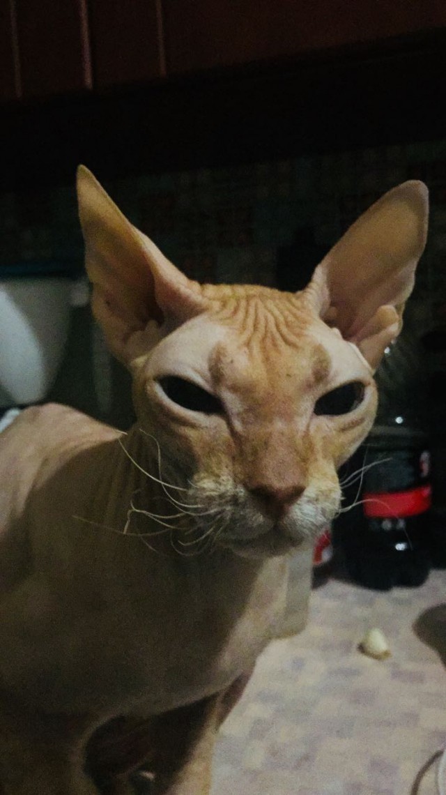 Поиграй с котиком.