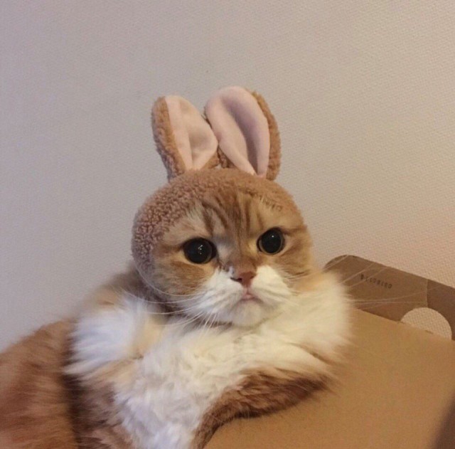 Коты и Кошки