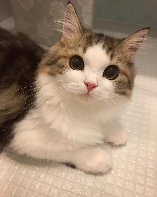 Коты и Кошки