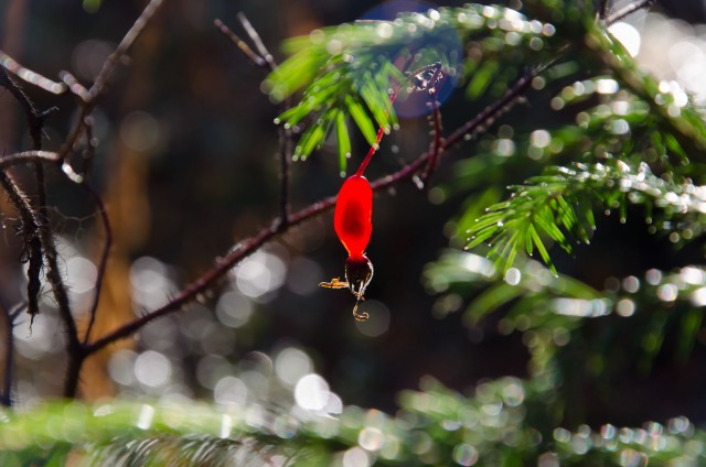 Просто Природа