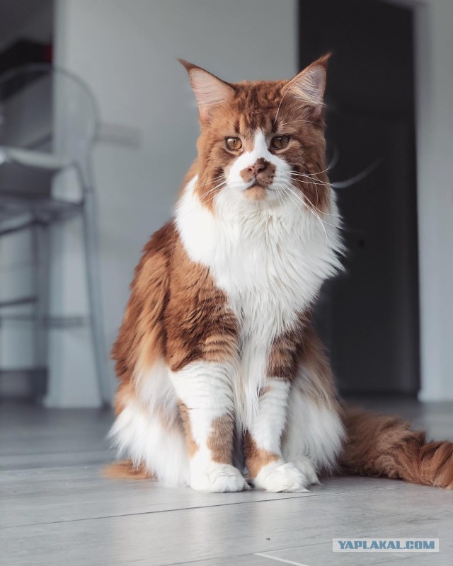 Котовторник 9.01.2018