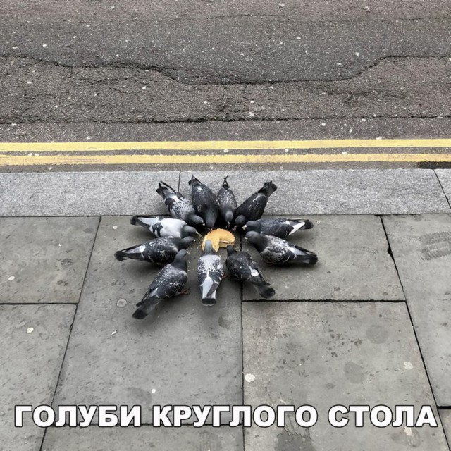 Живность из сети