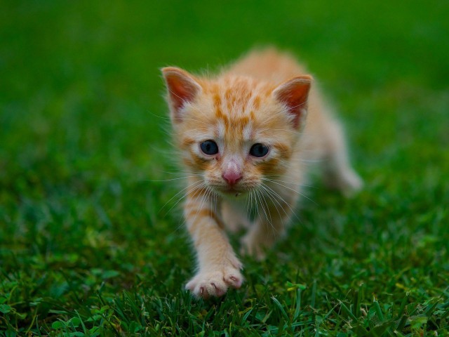 Фотобомбы котов