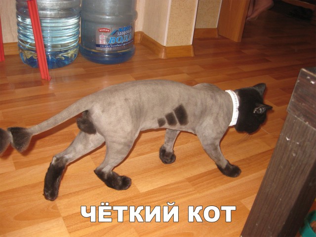 Нестандартный юмор