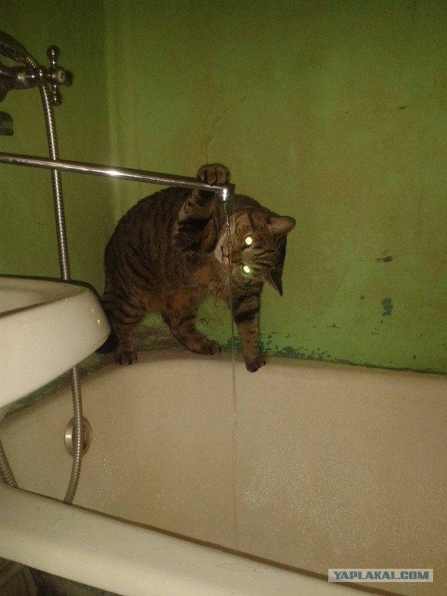 Котовторник 22.05.2018