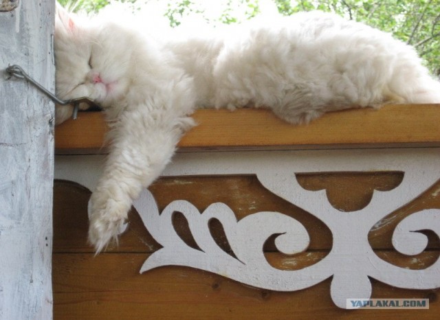 УРРААА ! Котовторник на ЯПлакалъ !
