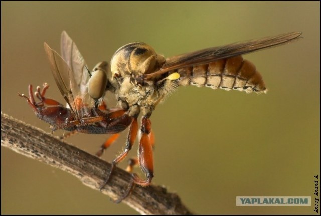 Насильственная смерть в мире насекомых