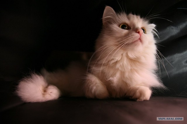 Котовторник (16.09.08)