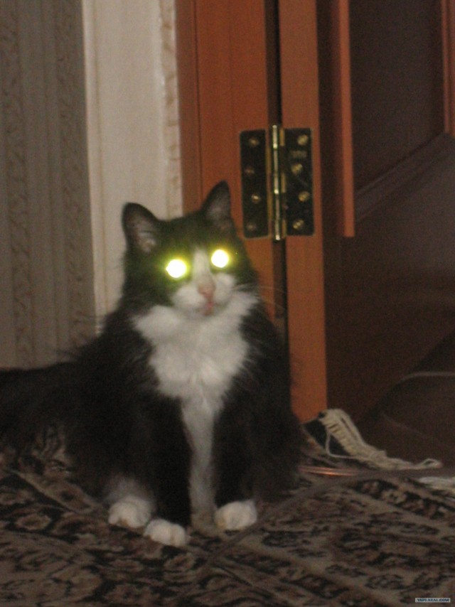 Котовторник на 07.04.2009