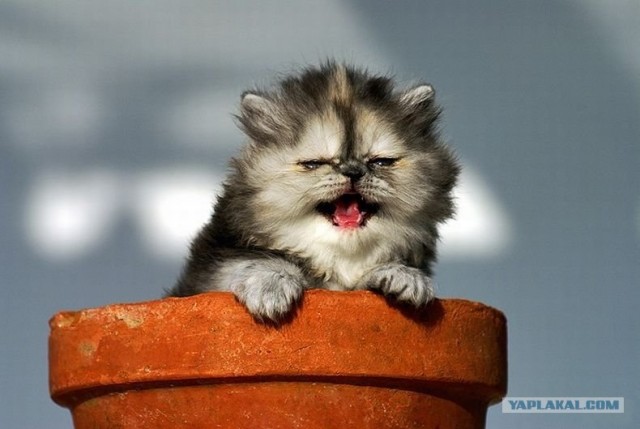 Начинаем котовторник!